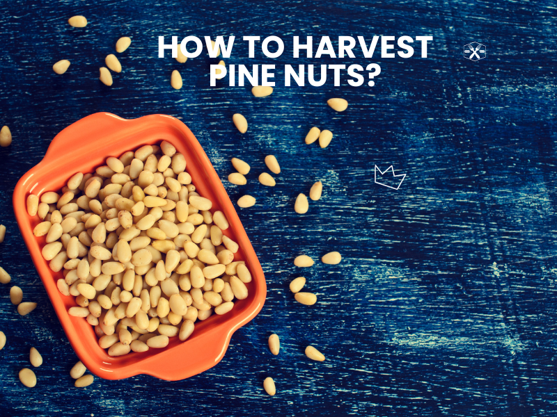 How To Harvest Pine Nuts