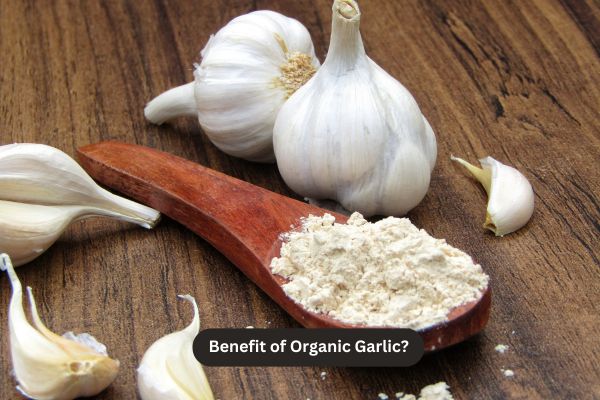 benefit of organic garlic