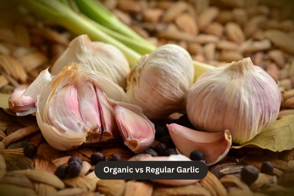 Organic vs Regular Garlic