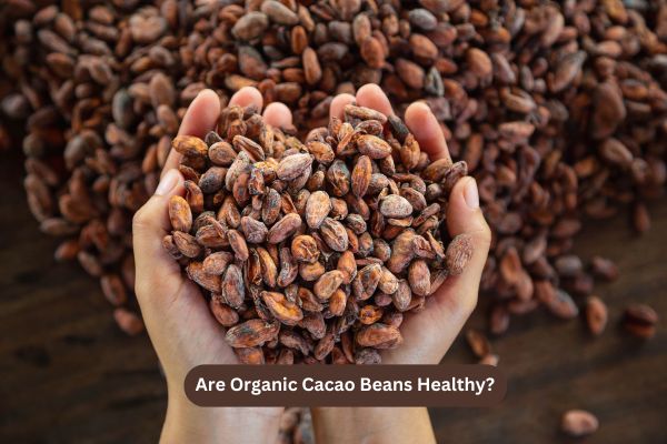Are Organic Cacao Beans Healthy