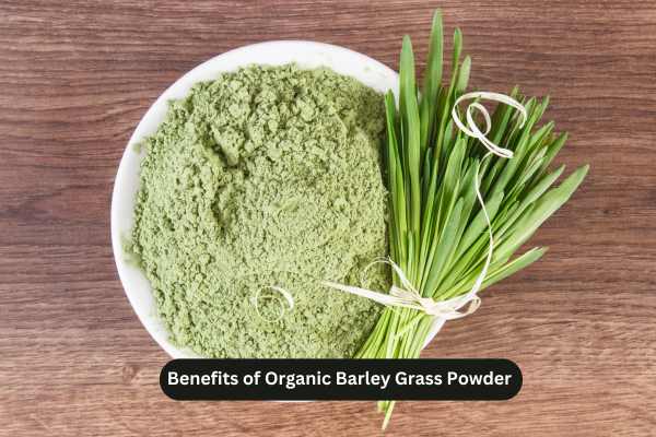 Benefits of Organic Barley Grass Powder