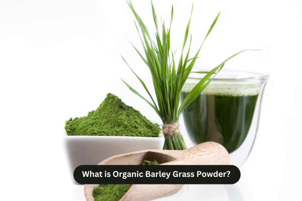 What is Organic Barley Grass Powder