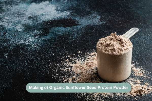 Making of Organic Sunflower Seed Protein Powder