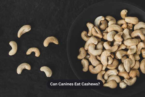 Can Canines Eat Cashews?