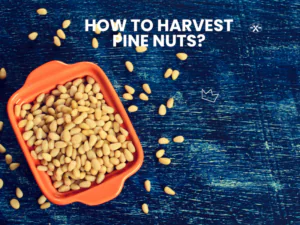 How To Harvest Pine Nuts