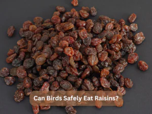 Can Birds Safely Eat Raisins