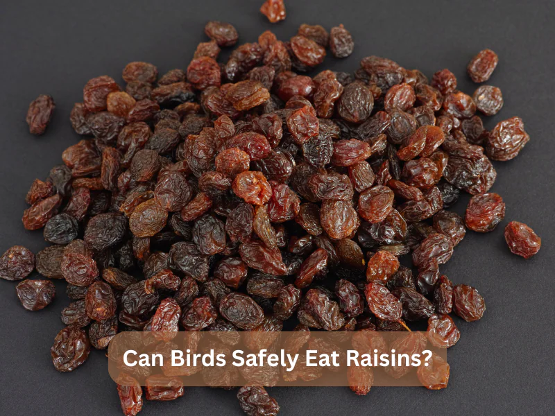 Can Birds Safely Eat Raisins