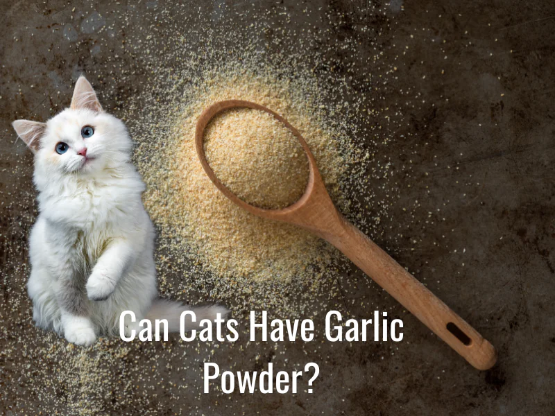 Can Cats Have Garlic Powder