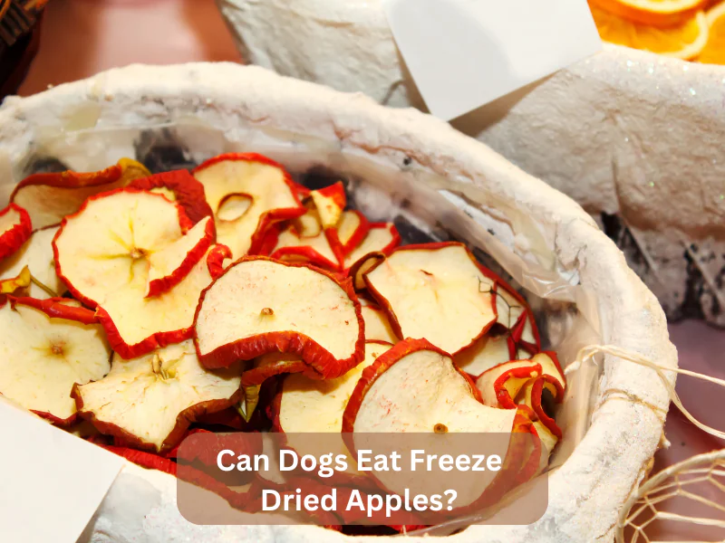 Can Dogs Eat Freeze Dried Apples