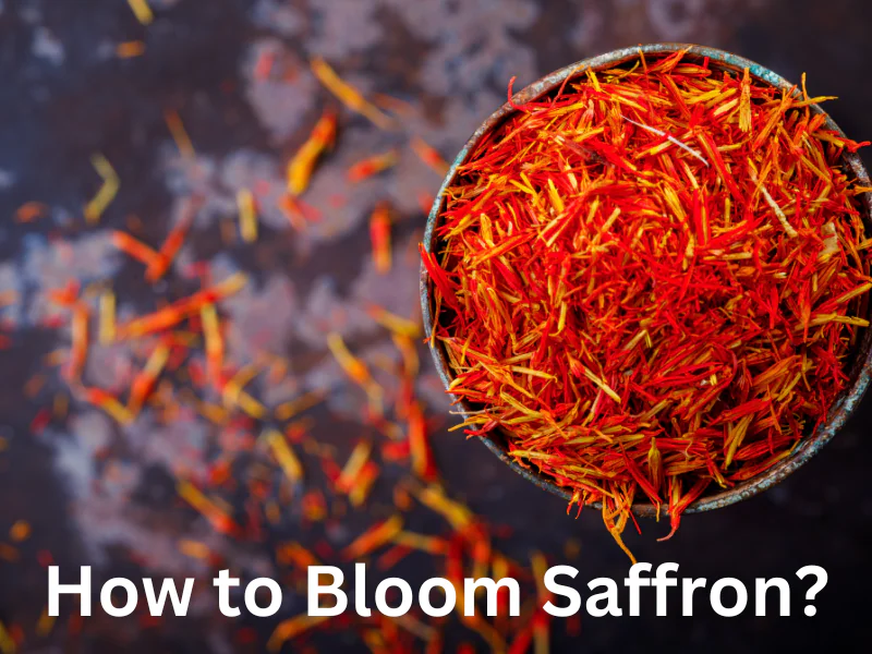 How to Bloom Saffron