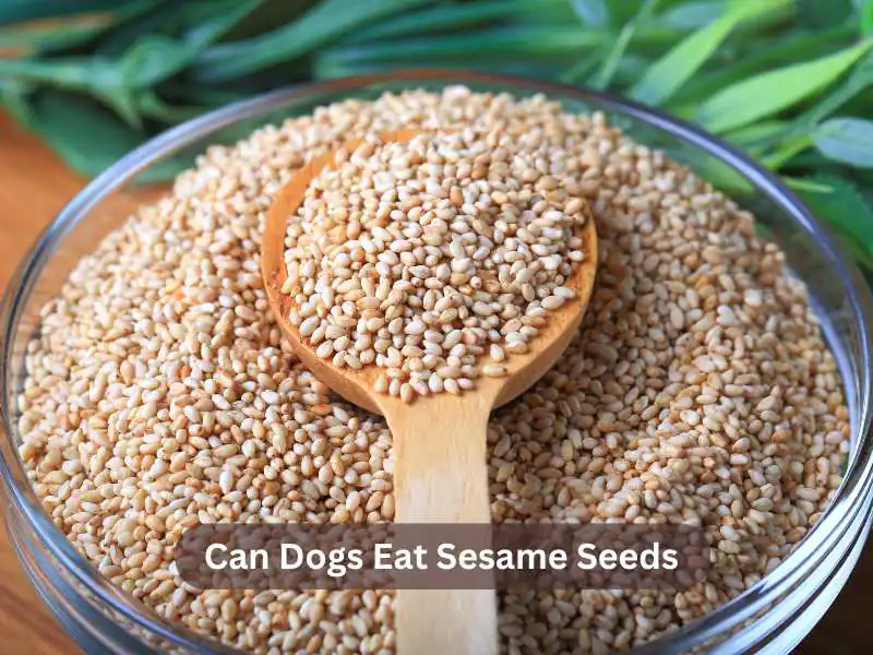 Can Dogs Eat Sesame Seeds