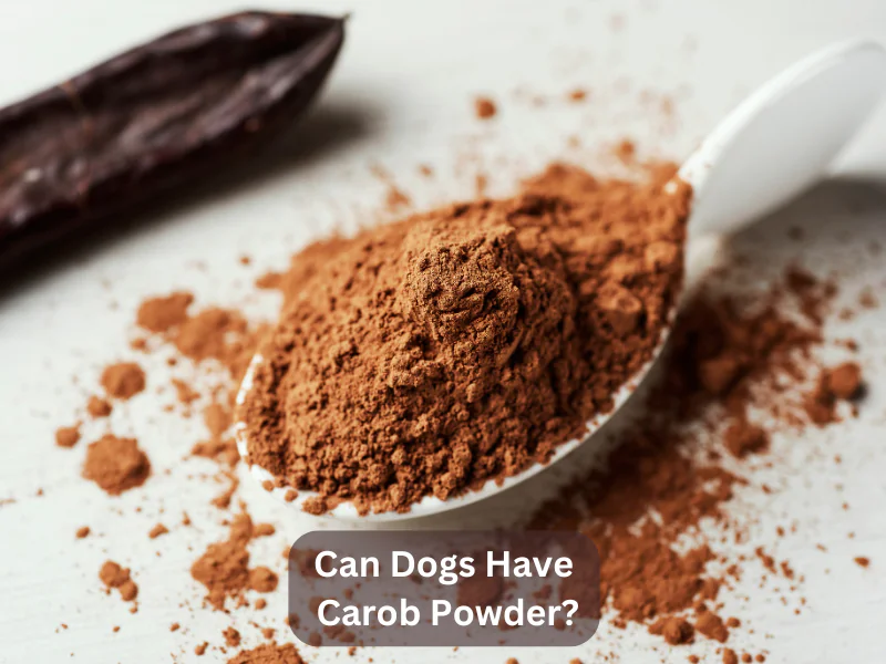 Can Dogs Have Carob Powder