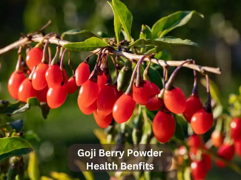 Goji Berry Powder Health Benfits