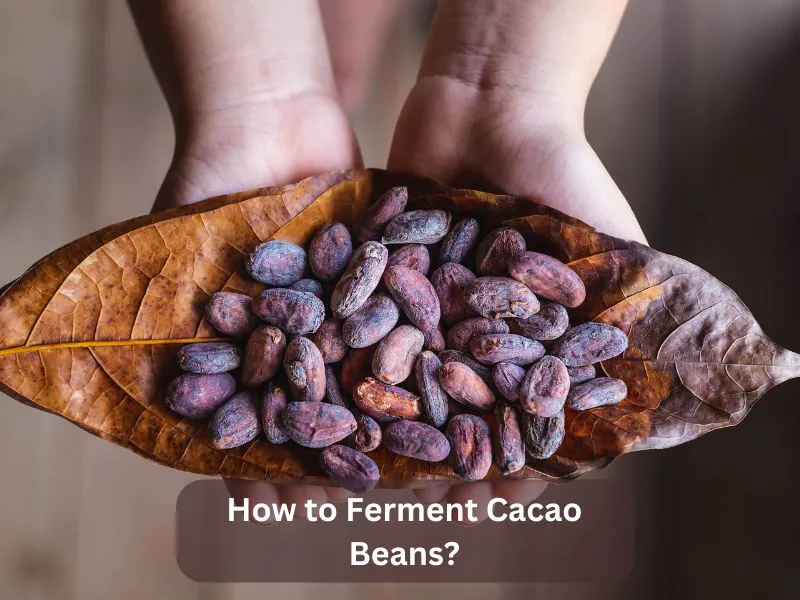 How to Ferment Cacao Beans