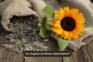 Are Organic Sunflower Seeds Better