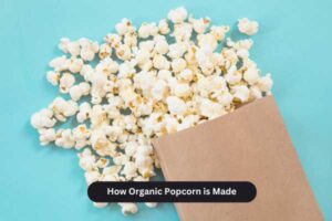 How Organic Popcorn is Made