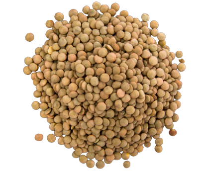 wholesale organic lentils