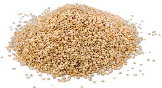 wholesale sesame seeds